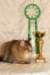 amurinneribestinshowkitten46monthsintallinnacatshow4520148_small.jpg
