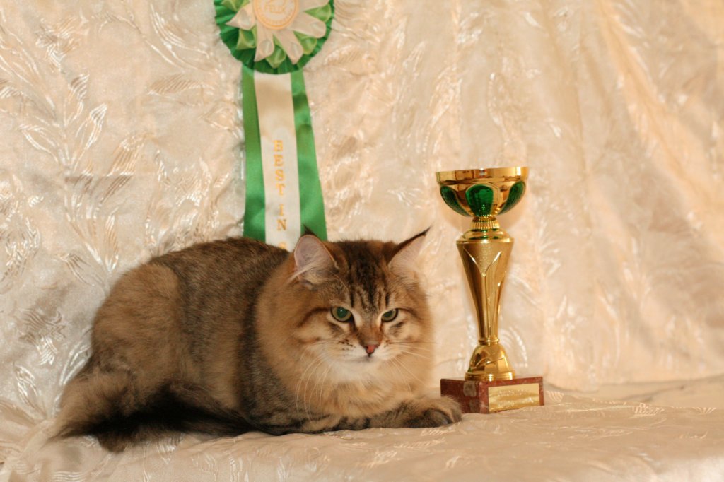 amurinneribestinshowkitten46monthsintallinnacatshow4520149.jpg