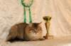 amurinneribestinshowkitten46monthsintallinnacatshow4520149_small.jpg