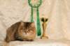 amurinneribestinshowkitten46monthsintallinnacatshow452014_small.jpg