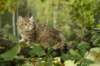 oraleegirlavailableforbreedingoraleehasverystrongbodystronglegsandbigpawswarmcoatcolorandpromisingcoattexture2_small.jpg
