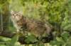 oraleegirlavailableforbreedingoraleehasverystrongbodystronglegsandbigpawswarmcoatcolorandpromisingcoattexture3_small.jpg