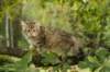 oraleegirlavailableforbreedingoraleehasverystrongbodystronglegsandbigpawswarmcoatcolorandpromisingcoattexture4_small.jpg