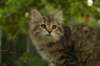 oraleegirlavailableforbreedingoraleehasverystrongbodystronglegsandbigpawswarmcoatcolorandpromisingcoattexture6_small.jpg