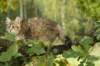 oraleegirlavailableforbreedingoraleehasverystrongbodystronglegsandbigpawswarmcoatcolorandpromisingcoattexture7_small.jpg