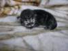 amurinpaavaliboy1week28101011_small.jpg