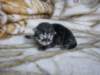 amurinpaavaliboy1week28101012_small.jpg