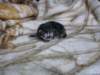 amurinpaavaliboy1week28101014_small.jpg