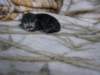 amurinpaavaliboy1week28101015_small.jpg