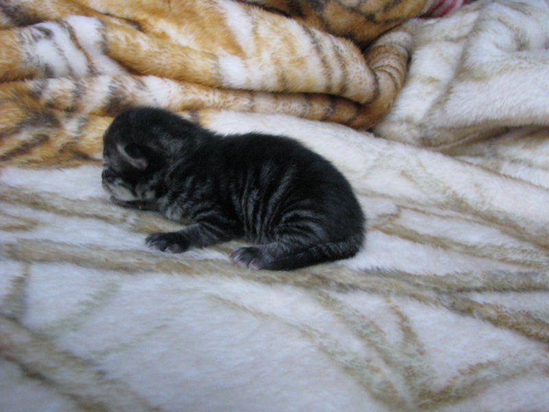 amurinpaavaliboy1week28101016.jpg