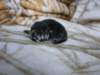amurinpaavaliboy1week28101017_small.jpg