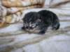 amurinpaavaliboy1week28101018_small.jpg