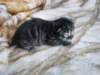 amurinpaavaliboy1week2810102_small.jpg
