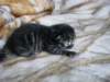 amurinpaavaliboy1week2810104_small.jpg