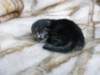 amurinpaavaliboy1week2810107_small.jpg
