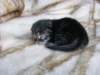 amurinpaavaliboy1week2810108_small.jpg