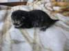 amurinpaavaliboy1week281010_small.jpg
