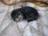 amurinphoebegirl1week28101010_small.jpg