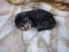 amurinphoebegirl1week28101011_small.jpg