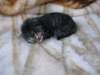 amurinphoebegirl1week28101012_small.jpg