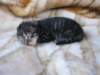 amurinphoebegirl1week28101013_small.jpg