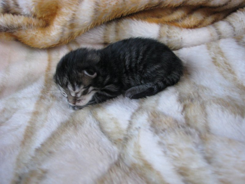 amurinphoebegirl1week28101014.jpg