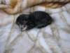 amurinphoebegirl1week28101014_small.jpg