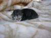 amurinphoebegirl1week28101015_small.jpg