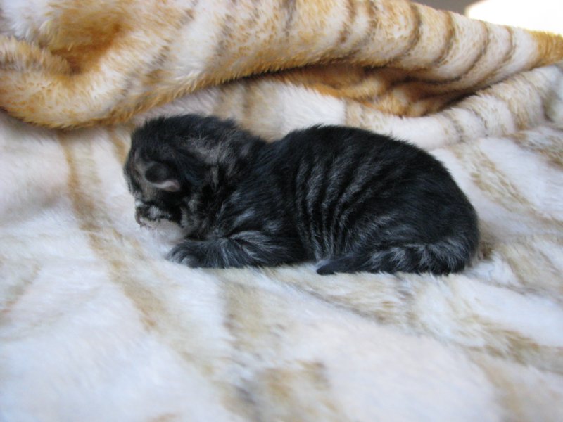 amurinphoebegirl1week28101016.jpg