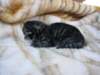 amurinphoebegirl1week28101016_small.jpg