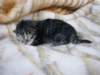 amurinphoebegirl1week28101017_small.jpg