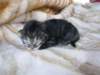 amurinphoebegirl1week28101018_small.jpg
