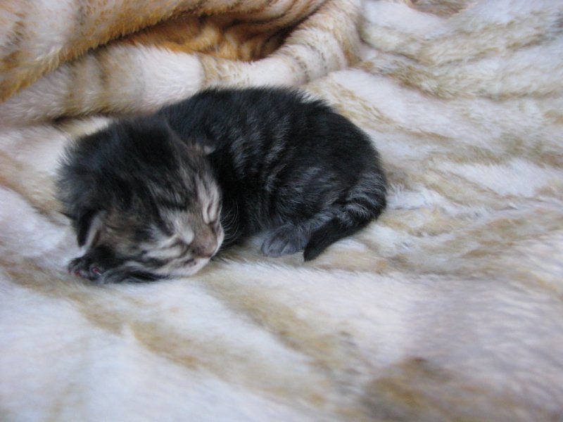 amurinphoebegirl1week28101019.jpg
