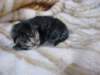 amurinphoebegirl1week28101019_small.jpg