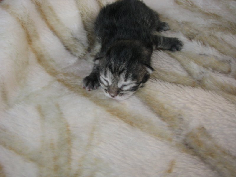 amurinphoebegirl1week2810102.jpg