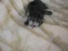 amurinphoebegirl1week2810102_small.jpg