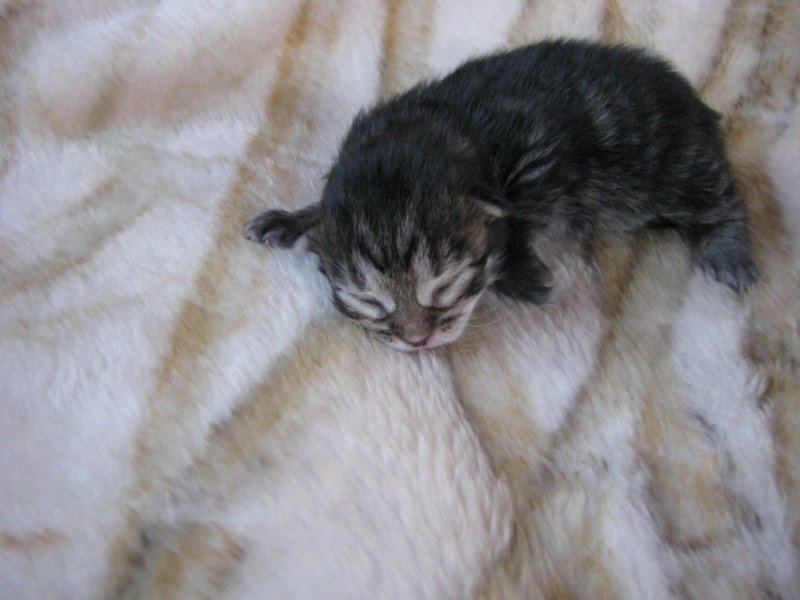 amurinphoebegirl1week2810103.jpg
