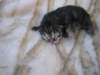 amurinphoebegirl1week2810103_small.jpg
