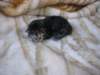 amurinphoebegirl1week2810104_small.jpg