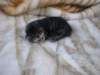 amurinphoebegirl1week2810105_small.jpg
