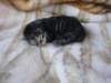 amurinphoebegirl1week2810106_small.jpg