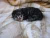 amurinphoebegirl1week2810107_small.jpg