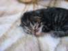 amurinphoebegirl1week2810108_small.jpg