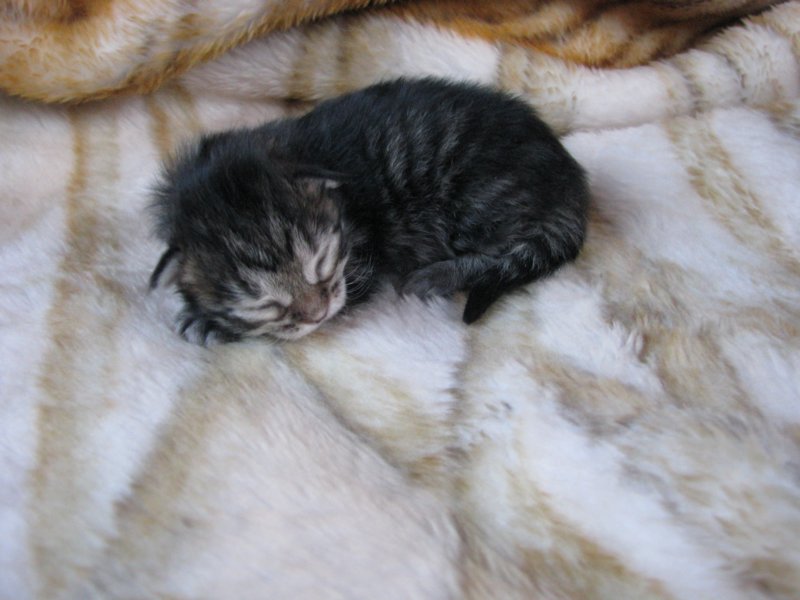 amurinphoebegirl1week2810109.jpg
