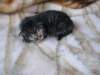 amurinphoebegirl1week2810109_small.jpg