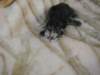 amurinphoebegirl1week281010_small.jpg