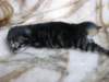 amurinpriscillagirl1week28101010_small.jpg