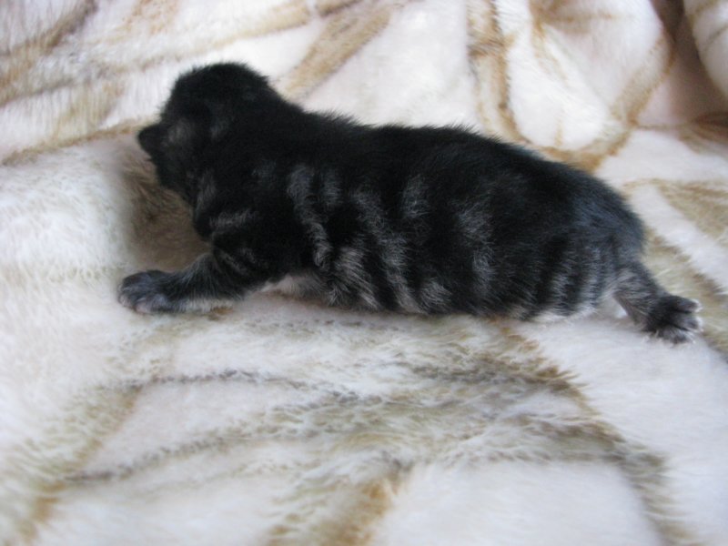 amurinpriscillagirl1week28101011.jpg