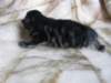 amurinpriscillagirl1week28101011_small.jpg
