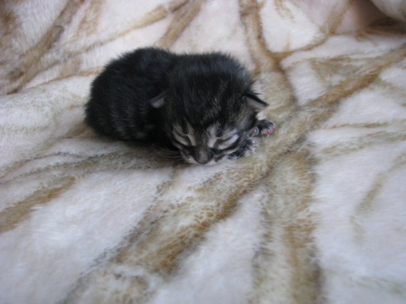 amurinpriscillagirl1week28101012.jpg